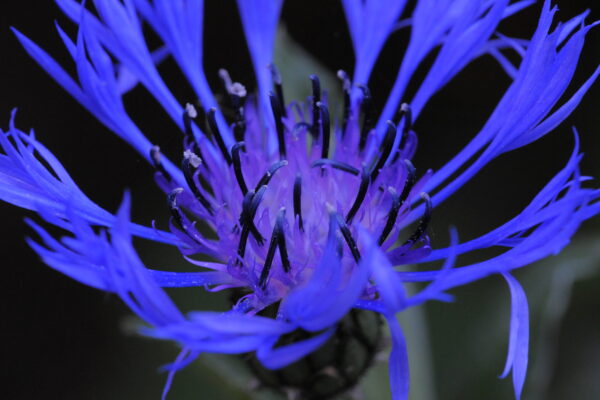 blue purple flower